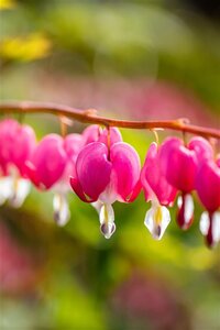 Dicentra spectabilis ROZE geen maat specificatie 0,55L/P9cm - afbeelding 1