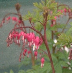 Dicentra spectabilis ROZE geen maat specificatie 0,55L/P9cm - afbeelding 5