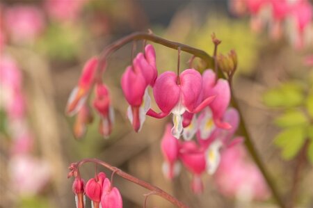Dicentra spectabilis ROZE geen maat specificatie 0,55L/P9cm - afbeelding 2