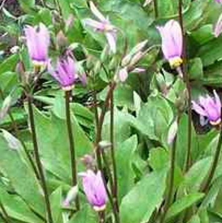 Dodecatheon meadia geen maat specificatie 0,55L/P9cm