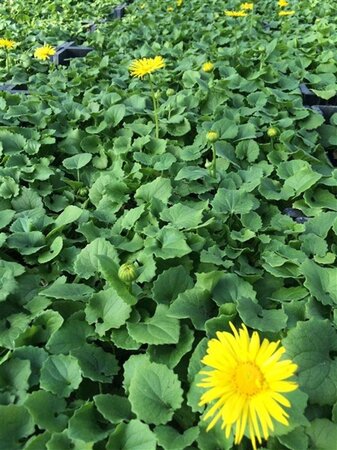 Doronicum or. 'Little Leo' geen maat specificatie 0,55L/P9cm - afbeelding 4