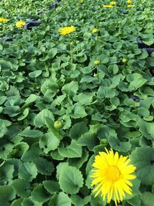 Doronicum or. 'Little Leo' geen maat specificatie 0,55L/P9cm - afbeelding 4