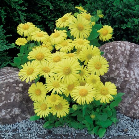 Doronicum or. 'Little Leo' geen maat specificatie 0,55L/P9cm - afbeelding 5