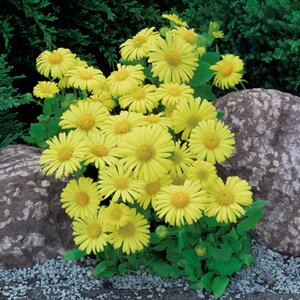 Doronicum or. 'Little Leo' geen maat specificatie 0,55L/P9cm - afbeelding 5