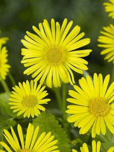 Doronicum or. 'Little Leo' geen maat specificatie 0,55L/P9cm - afbeelding 6