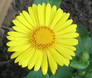 Doronicum or. 'Little Leo' geen maat specificatie 0,55L/P9cm - afbeelding 7