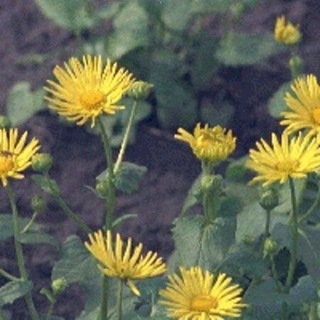 Doronicum orientale geen maat specificatie 0,55L/P9cm