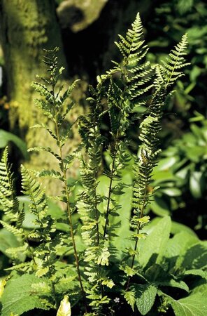 Dryopteris af. 'Cristata' geen maat specificatie 0,55L/P9cm