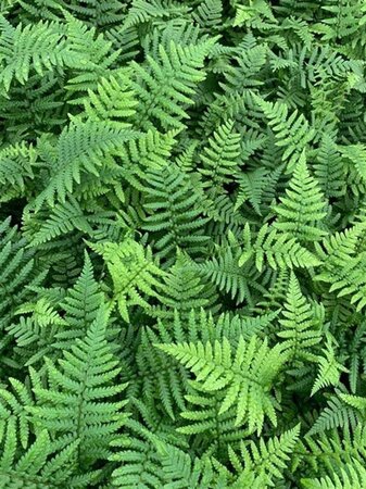 Dryopteris affinis geen maat specificatie 0,55L/P9cm - afbeelding 5