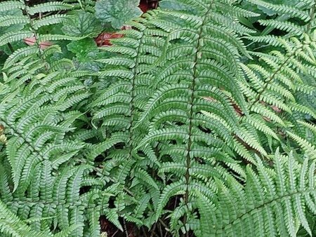 Dryopteris affinis geen maat specificatie 0,55L/P9cm - afbeelding 4