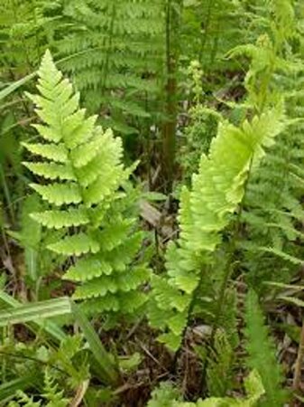Dryopteris cristata geen maat specificatie 0,55L/P9cm