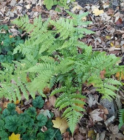 Dryopteris erythrosora geen maat specificatie 0,55L/P9cm - afbeelding 4