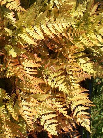 Dryopteris erythrosora geen maat specificatie 0,55L/P9cm - afbeelding 8
