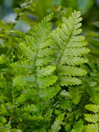 Dryopteris filix-mas geen maat specificatie 0,55L/P9cm - afbeelding 3