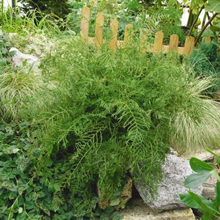 Dryopteris filix-mas geen maat specificatie 0,55L/P9cm - image 4