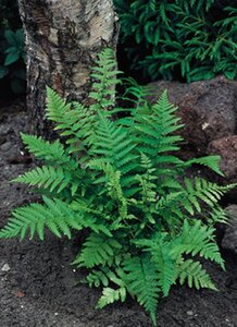Dryopteris filix-mas geen maat specificatie 0,55L/P9cm - image 2