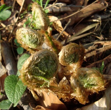 Dryopteris filix-mas geen maat specificatie 0,55L/P9cm - image 3