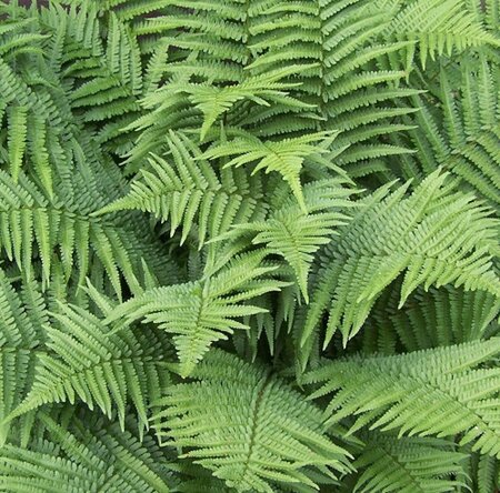 Dryopteris filix-mas geen maat specificatie 0,55L/P9cm - image 12