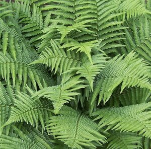 Dryopteris filix-mas geen maat specificatie 0,55L/P9cm - image 12