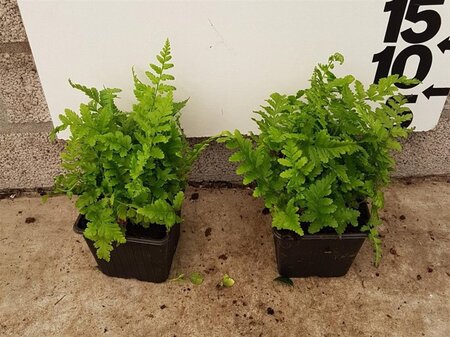 Dryopteris filix-mas geen maat specificatie 0,55L/P9cm - image 4