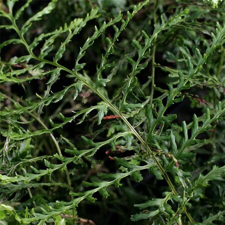 Dryopteris f.-m. 'Lin. Polydactyla' geen maat specificatie 0,55L/P9cm - afbeelding 3