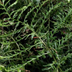 Dryopteris f.-m. 'Lin. Polydactyla' geen maat specificatie 0,55L/P9cm - afbeelding 3