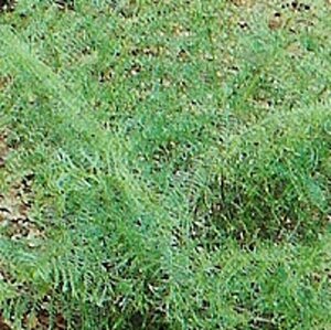 Dryopteris f.-m. 'Lin. Polydactyla' geen maat specificatie 0,55L/P9cm - image 2