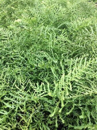 Dryopteris f.-m. 'Lin. Polydactyla' geen maat specificatie 0,55L/P9cm