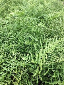 Dryopteris f.-m. 'Lin. Polydactyla' geen maat specificatie 0,55L/P9cm