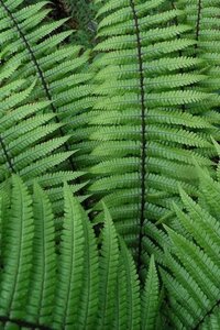 Dryopteris wallichiana geen maat specificatie 0,55L/P9cm