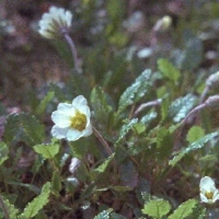 Dryas suendermannii geen maat specificatie 0,55L/P9cm - afbeelding 2