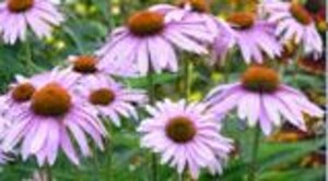 Echinacea angustifolia geen maat specificatie 0,55L/P9cm