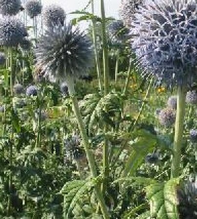 Echinops bannaticus 'Blue Globe' geen maat specificatie 0,55L/P9cm - afbeelding 1
