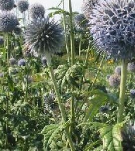Echinops bannaticus 'Blue Globe' geen maat specificatie 0,55L/P9cm - afbeelding 1