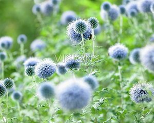 Echinops bannaticus 'Blue Glow' geen maat specificatie 0,55L/P9cm