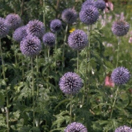 Echinops bannaticus 'Taplow Blue' geen maat specificatie 0,55L/P9cm - afbeelding 1