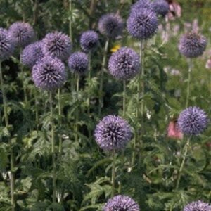 Echinops bannaticus 'Taplow Blue' geen maat specificatie 0,55L/P9cm