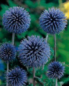 Echinops bannaticus 'Taplow Blue' geen maat specificatie 0,55L/P9cm - afbeelding 2