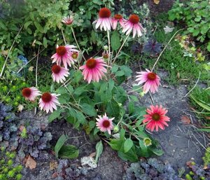 Echinacea 'Cheyenne Spirit' geen maat specificatie 0,55L/P9cm
