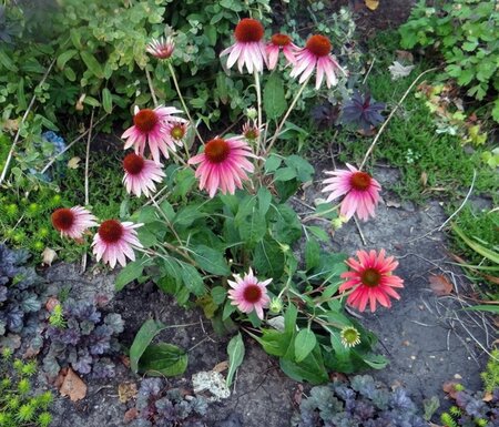 Echinacea 'Cheyenne Spirit' geen maat specificatie 0,55L/P9cm - image 1