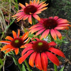 Echinacea 'Cheyenne Spirit' geen maat specificatie 0,55L/P9cm - image 2