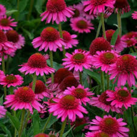 Echinacea Delicious Candy geen maat specificatie 0,55L/P9cm - afbeelding 1