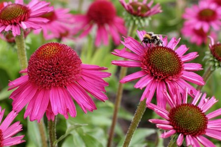 Echinacea Delicious Candy geen maat specificatie 0,55L/P9cm