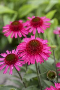 Echinacea Delicious Candy geen maat specificatie 0,55L/P9cm - afbeelding 4