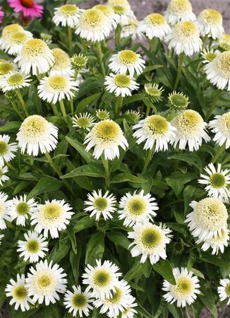 Echinacea Delicious Nougat geen maat specificatie 0,55L/P9cm - afbeelding 1