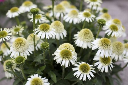 Echinacea Delicious Nougat geen maat specificatie 0,55L/P9cm