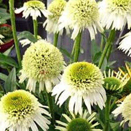 Echinacea Delicious Nougat geen maat specificatie 0,55L/P9cm - afbeelding 3