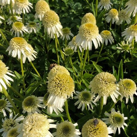 Echinacea Delicious Nougat geen maat specificatie 0,55L/P9cm - afbeelding 4