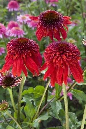 Echinacea 'Eccentric' geen maat specificatie 0,55L/P9cm - afbeelding 1