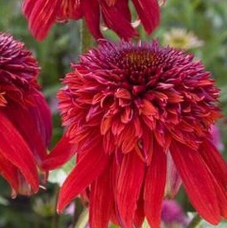 Echinacea 'Eccentric' geen maat specificatie 0,55L/P9cm - afbeelding 2